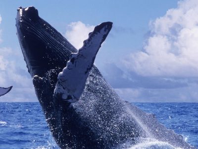 SEA-DAY-PASS-TOURS8